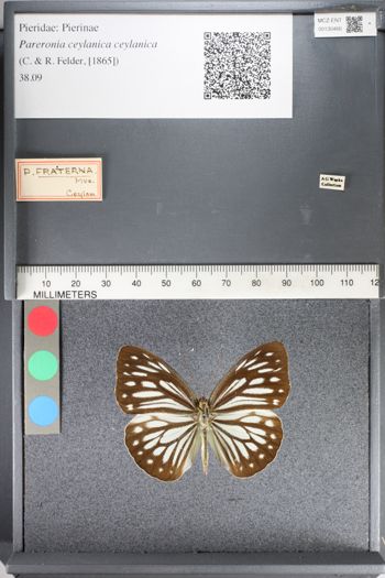 Media type: image;   Entomology 130466